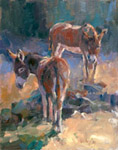 Wild Burros
