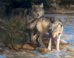 Yellowstone Wolves