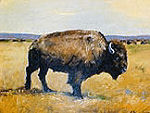 American Bison