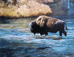 Buffalo Crossing